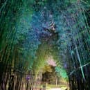 국내 최대의 십리대숲 대한민국 제2호 울산 태화강 국가 정원 주차정보 요금