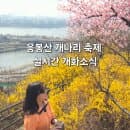 응봉산 개나리 축제🏵️ 실시간(3월 25일) 개화소식 팔각정 가는 법 주차장 요금