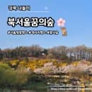 [강북 나들이] 북서울꿈의숲 -벚꽃도 예쁘지만 개나리...26.04.04 개화 상황, 주차요금, 벚꽃 명소별...
