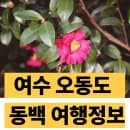 2026 여수 오동도 동백꽃 개화시기 동백열차 시간표 주차 요금 (현재 동백꽃 개화 정도)
