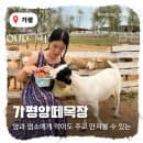 가평양떼목장 주중 이용요금 주차 먹이주기체험 총정리! (feat.클라우드힐 카페)