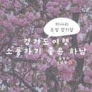[경기도 여행-하남] 데이트하기 좋은 미사리조정경기장(+겹벚꽃위치, 주차요금, 꿀팁)