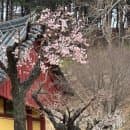 [강원도:양양] 양양 가볼만한 곳 낙산사 주차장 주차요금 해수관음상 소원초