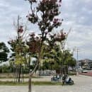 [아기랑 수원 가볼만한곳] 일월수목원 주차 요금 및 유모차 주말 방문 후기