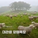 평창 대관령 양떼목장 안개 낀 비 오는 날 방문 주차 요금 먹이주기 정보와 근처 식당 카페 소개