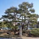 부모님과 단양여행 가볼만한곳 도담삼봉 유람선 주차장 요금 할인 정보