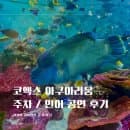삼성역 코엑스 아쿠아리움 씨라이프 주차 요금 인어 공연 후기