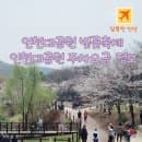 인천대공원 벚꽃축제 벚꽃 개화시기, 인천대공원 동물원 주차요금 감면 정보