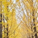 경기도 가평 남이섬 주차장 정보 요금할인 주차꿀팁 짚와이어 정보 입장요금 할인정보 최종 총정리