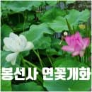 남양주 봉선사 연꽃 개화상황 위치 주차 요금 정보