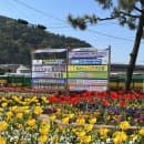 [진해 군항제] 전국벚꽃명소 ”여좌천 로망스 다리” 기본정보, 주차, 요금, 벚꽃개화시기, 축제 기간