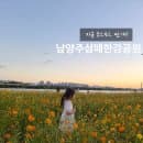 남양주 한강시민공원 삼패지구 코스모스 만개 아이랑 피크닉 주차요금