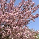 서울 근교 하남 미사 경정공원 겹벚꽃 🌸💗 (매점, 자전거 대여, 주차요금)