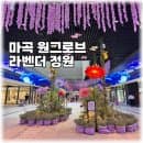 마곡 원그로브 라벤더정원 1주년 행사 주차 요금 상가 할인 팁