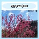 양산 통도사 홍매화 개화 현황 및 주차요금 후기