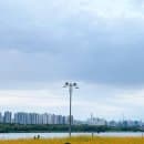 서울 근교 가볼만한곳 @남양주 한강공원 삼패지구 황화코스모스 (주차 요금, 방문시기 등)