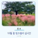 경주 10월 꽃 핑크뮬리 실시간 개화상황 시기 코스모스 백일홍 팜파스 주차 요금