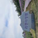 2025년 5월 15일 신안 자은도 퍼플섬 라벤더 축제 실시간 꽃 개화정도 ,주차장 ,요금표