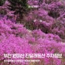 2026년 원미산 진달래동산 진달래축제 주차 요금 실시간 개화현황 포토존꿀팁 4/2