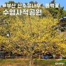 부산 산수유 동백꽃 명소 수영사적공원 주차요금 매화 위치