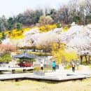 북서울 꿈의숲 벚꽃 주차요금 실시간 팝콘터진 주말 갈만한곳
