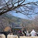 양산 통도사 홍매화 2026실시간 개화 상황! 주차요금 인상 변경