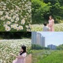 안양천 샤스타데이지 위치 주소 주차장 요금 실시간 만개 현황