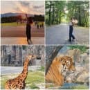 서울근교여행 : 서울대공원 동물원 추천 - 입장료 할인, 코끼리열차, 주차요금, 관람코스