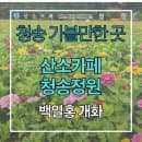 청송 산소카페 청송정원 백일홍 개화 상태 요금 및 주차 관람 팁 이벤트 참여까지