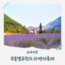 동해 무릉별유천지 라벤더축제 기간 및 주차 요금 총정리