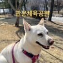 [관문체육공원] 진도코기랑 산책하기_과천 강아지 산책_주차장_주차요금