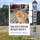 영월 한반도 뗏목마을 애견동반 후기｜요금·주차부터 뗏목 자리팁까지