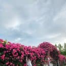 용인 에버랜드 오후 이용권 장미 정원 실시간 feat. 주차요금, 예매 할인, 로스트 밸리 사파리 꿀팁