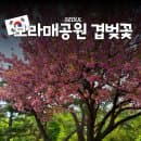 서울 겹벚꽃 명소 보라매공원 스팟 주차 요금 총정리 (피크닉 명당 추천)