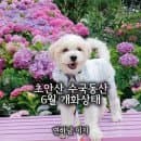 초안산 수국동산 주차장 요금 및 축제 기간 개화 상황 총정리 (황토길, 애견동반)