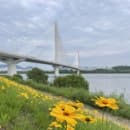 서울 근교 주말 나들이 추천 구리한강시민공원 금계국 피크닉 주차요금 배달존 꿀팁 총정리