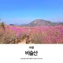 대구 비슬산 진달래 참꽃 축제 기간 주차장 등산코스 셔틀버스 요금 정리