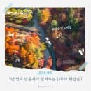 [2026 화담숲] 3년 연속 방문자가 알려주는 화담숲 예약 및 단풍 시기, 요금, 모노레일/주차장 꿀팁 총정리