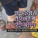 인천:을왕리 올해개장한 신상갯벌체험장|주차•요금정보|데이트 아이와함께 가족여행 추천