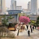 서울 봉은사 홍매화 명소 방문 후기(주차 요금, 매화 위치, 개화 상황)