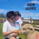 대관령 삼양목장 삼양라운드힐 아이랑 주차 요금 여름 방문 총정리