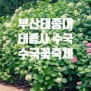 부산 수국축제 태종대 수국축제 부산7월 가볼만한 곳 추천! 수국꽃축제 주차,요금,위치 정리